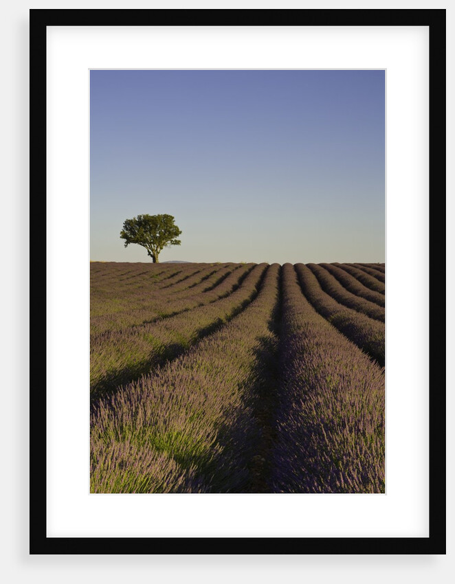 Lavender field by Anonymous