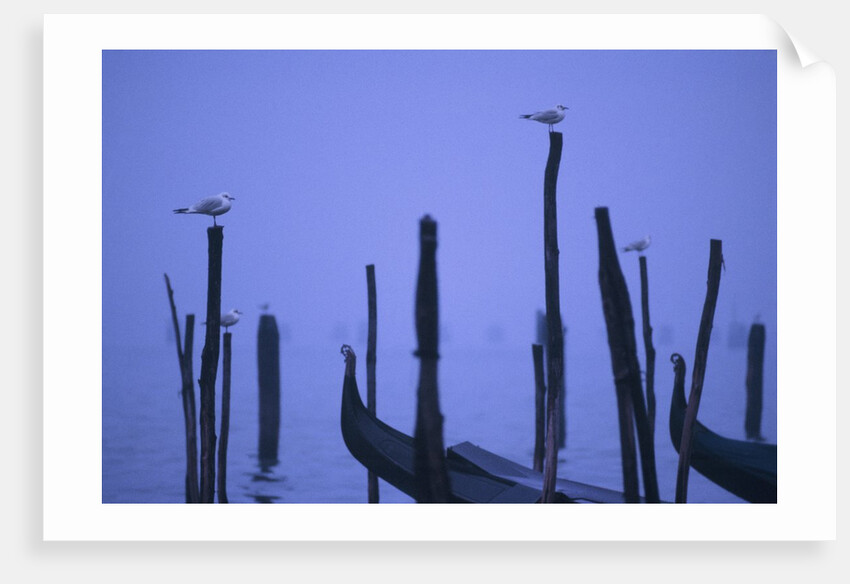 Gondolas in Venice by Anonymous