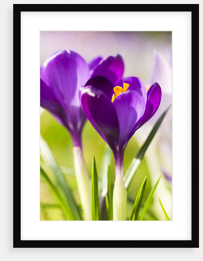 Pink Crocus flowers by Anonymous