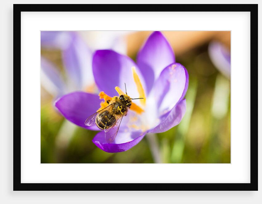 Pink Crocus flower and honeybee by Anonymous