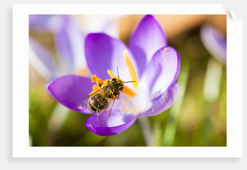 Pink Crocus flower and honeybee by Anonymous