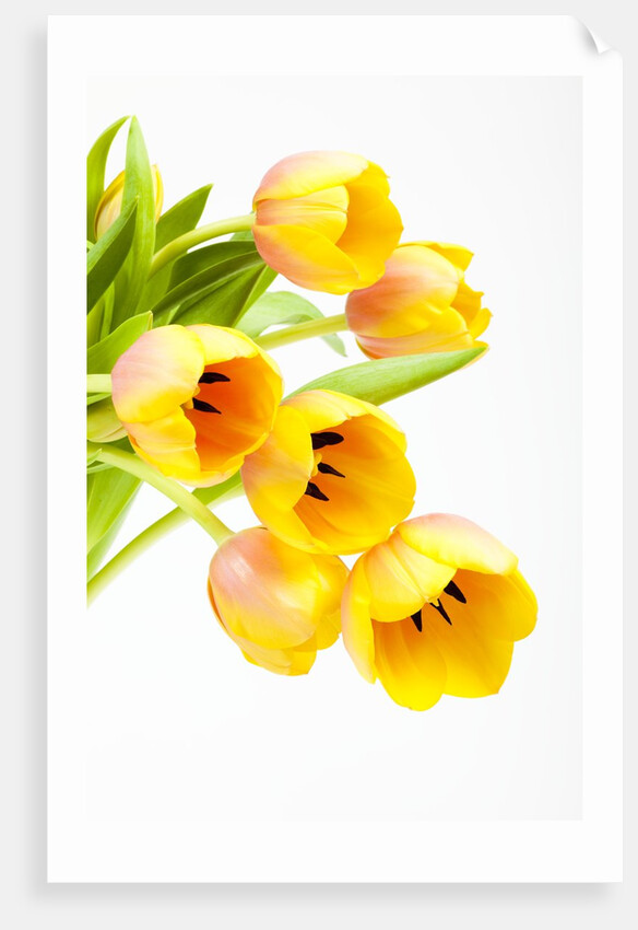 Yellow and orange tulips by Anonymous