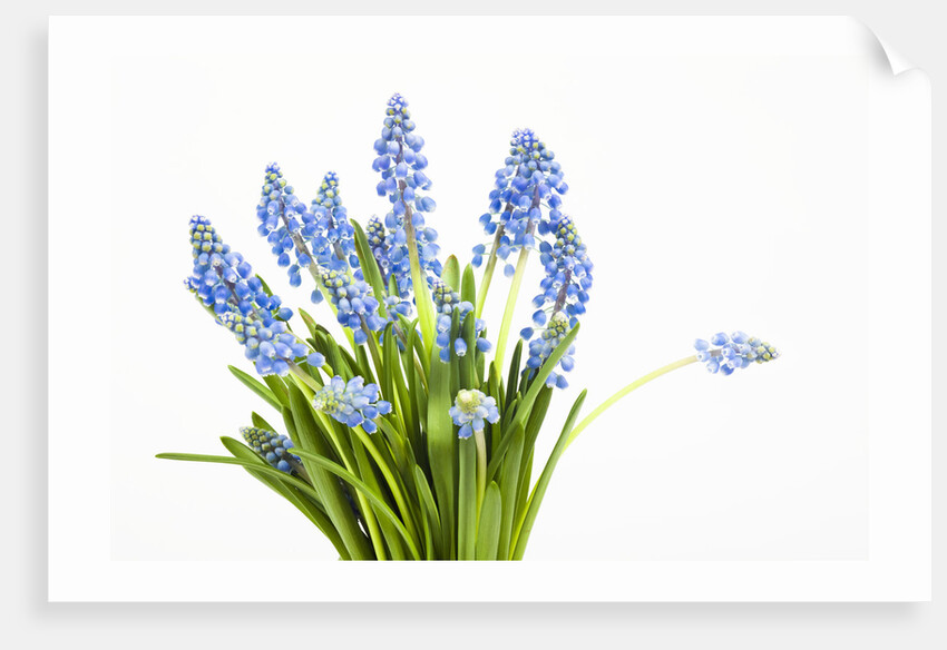 Grape hyacinth by Anonymous