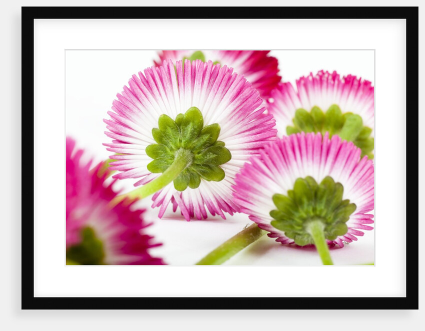 Daisy flowers by Anonymous