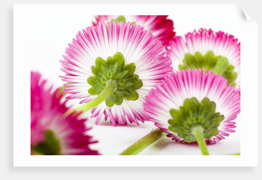 Daisy flowers by Anonymous