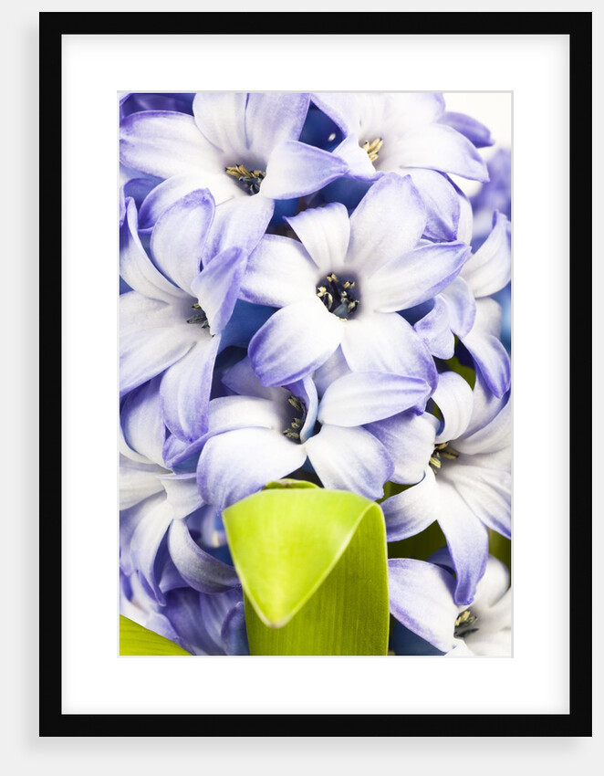 Purple hyacinth by Anonymous