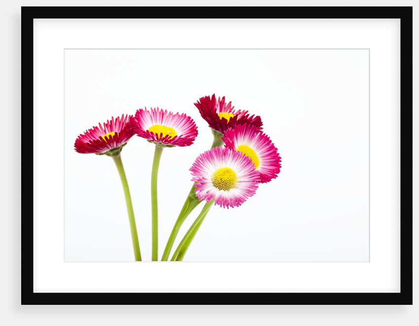 Daisy flowers by Anonymous