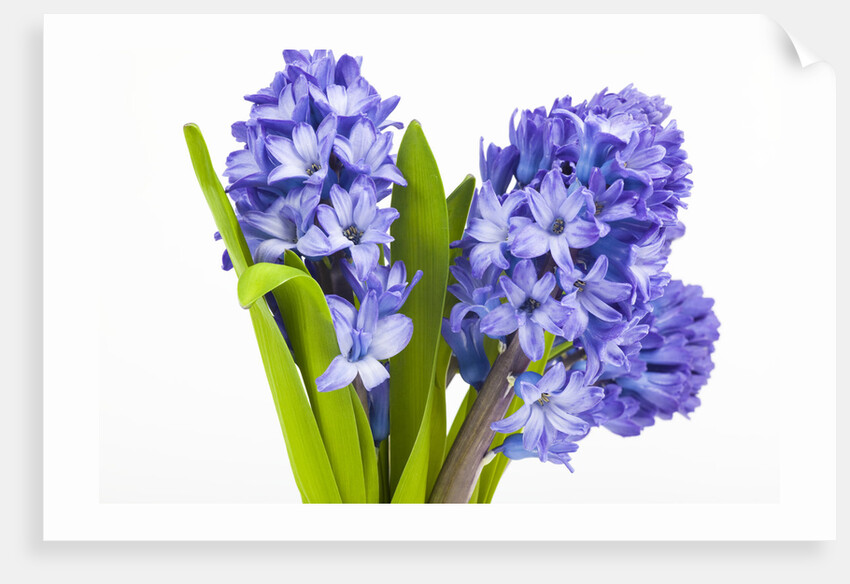 Purple hyacinth by Anonymous