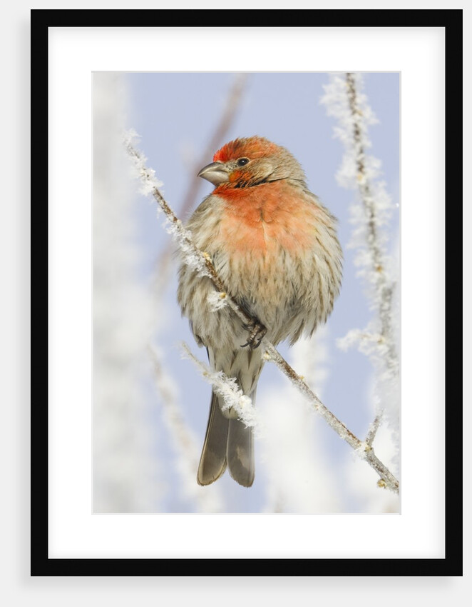 Male house finch on hoarfrost-covered tree in winter by Anonymous