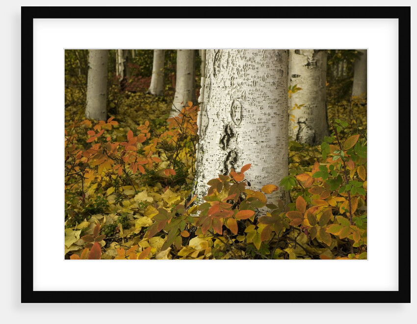 Colorful Autumn Leaves and White Trunks of Aspen Trees by Anonymous