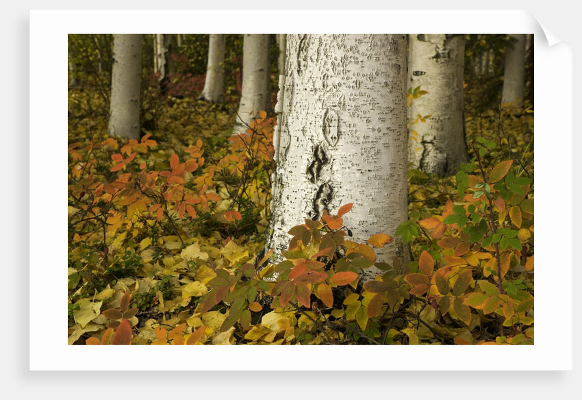 Colorful Autumn Leaves and White Trunks of Aspen Trees by Anonymous