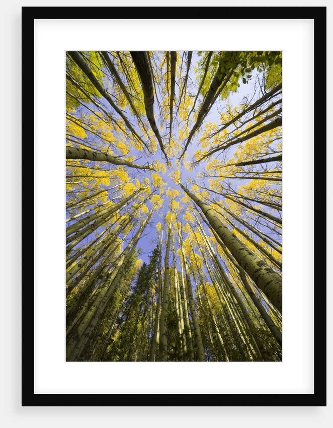 Golden Aspen Trees Seen From Below by Anonymous
