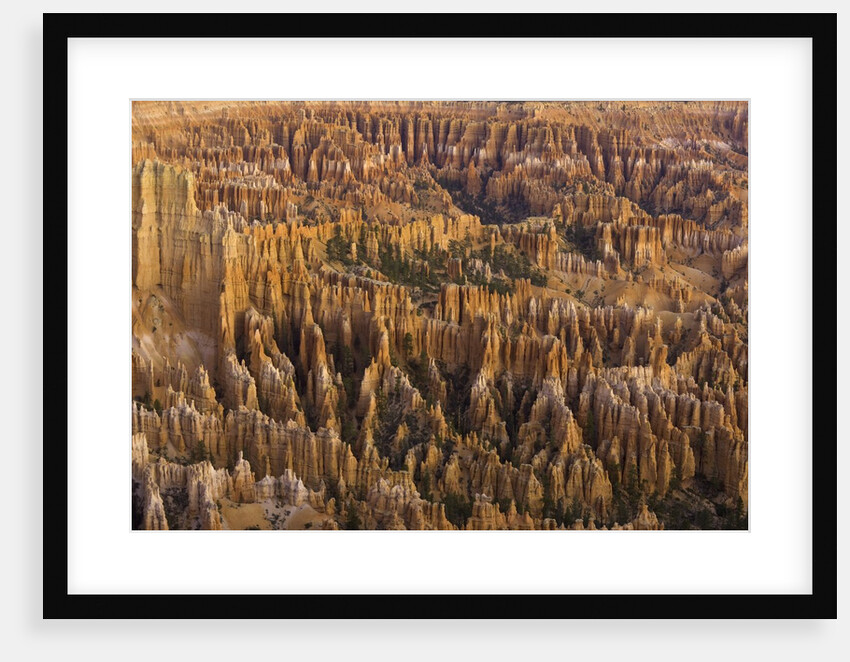 Hoodoos in Bryce Canyon National Park by Anonymous