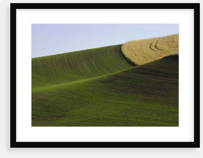 Green and yellow wheat fields in the Palouse Hills of Washington by Anonymous