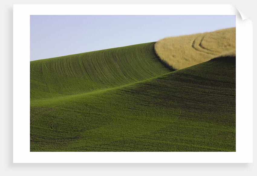 Green and yellow wheat fields in the Palouse Hills of Washington by Anonymous