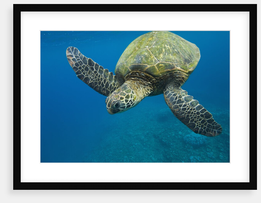 Adult green sea turtle (Chelonia mydas) in the protected marine sanctuary at Honolua Bay by Anonymous