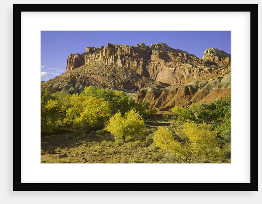 Cottonwood trees and sandstone bluffs in Capitol Reef National Park by Anonymous