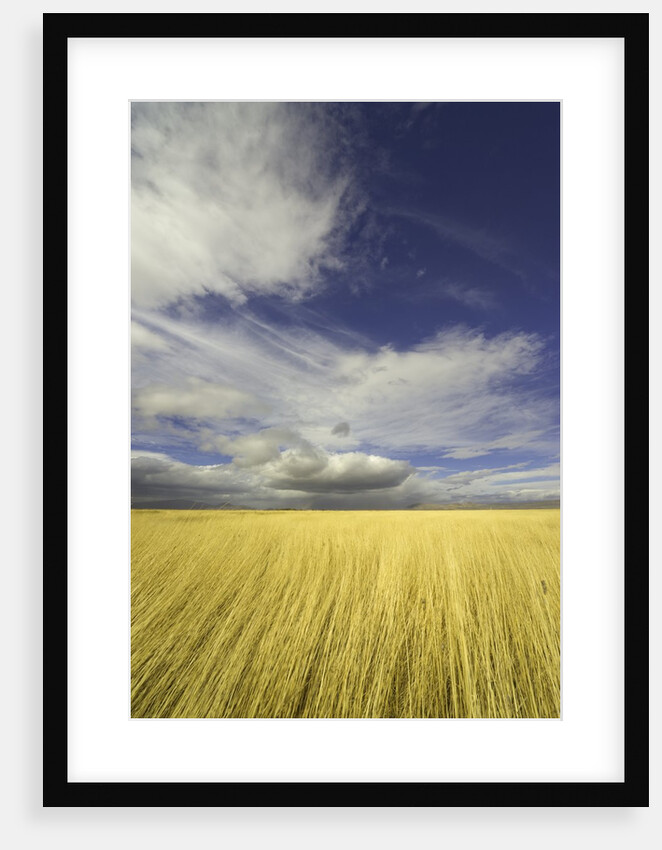 Cumulus clouds above wetland grasses in Klamath Basin National Wildlife Refuge by Anonymous