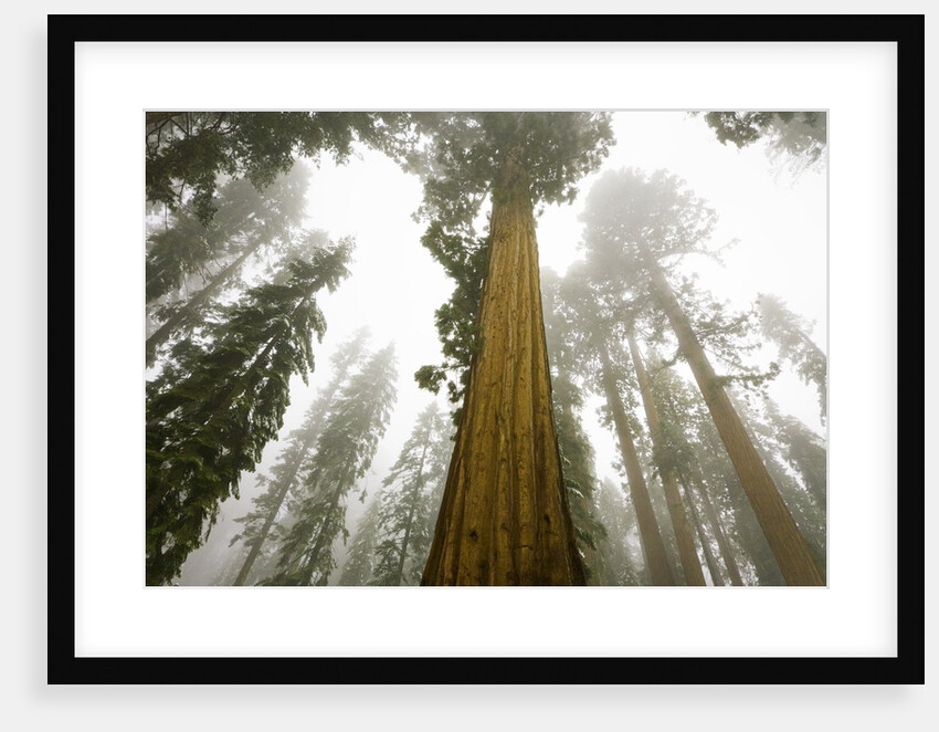Giant Sequoia trees in snow and fog in Sequoia National Park by Anonymous
