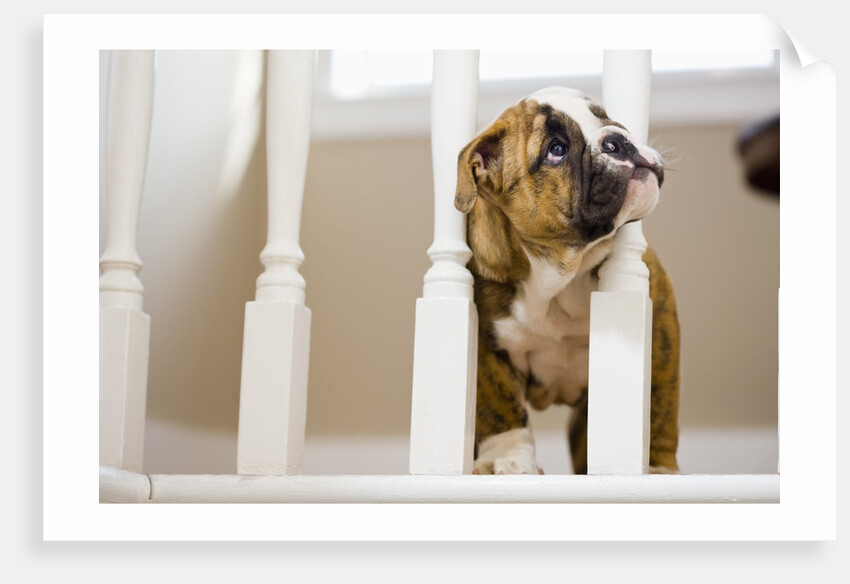 Bulldog puppy with head between balusters by Anonymous