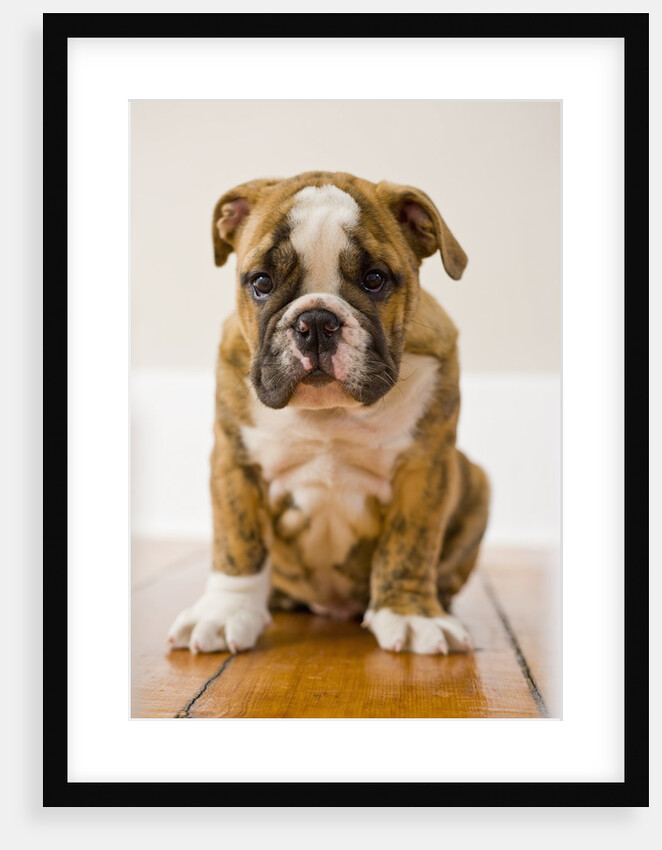 Bulldog puppy by Anonymous