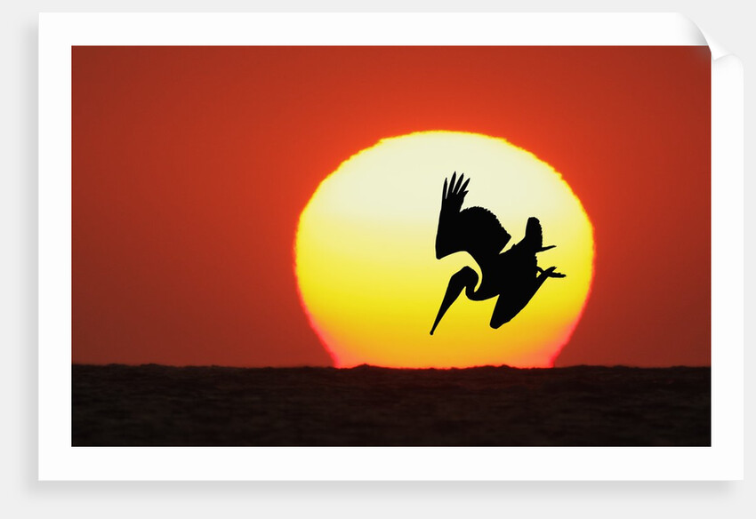 Brown Pelican Diving in Front of Setting Sun by Anonymous