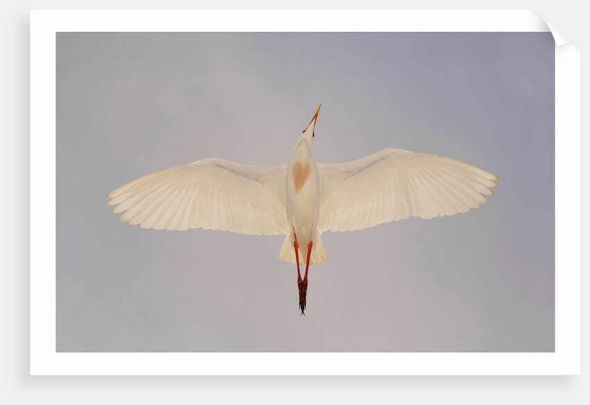 Cattle egret by Anonymous
