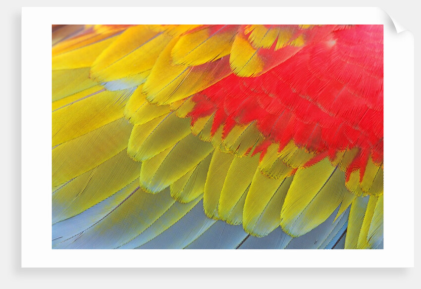 Feathers of a Scarlet Macaw by Anonymous