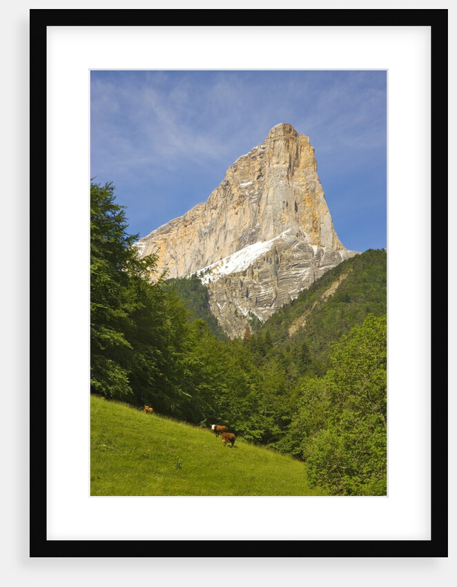 Cattle grazing at the foot of Mont Aiguille by Anonymous