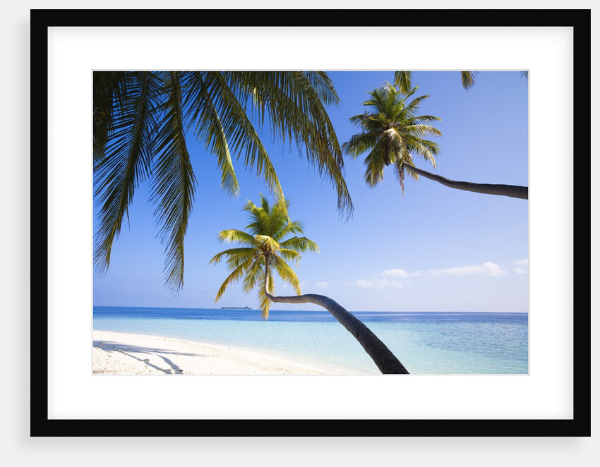 Coconut palm trees shading the beach and lagoon by Anonymous