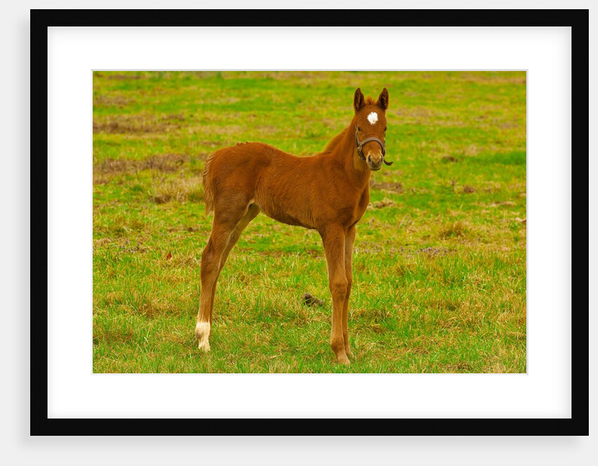 Thoroughbred foal at Stonestreet Farms by Anonymous