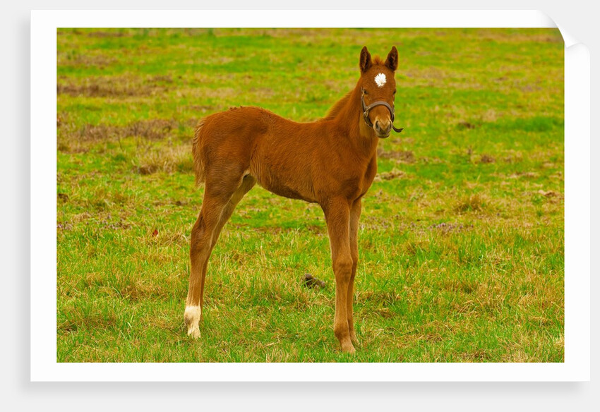 Thoroughbred foal at Stonestreet Farms by Anonymous