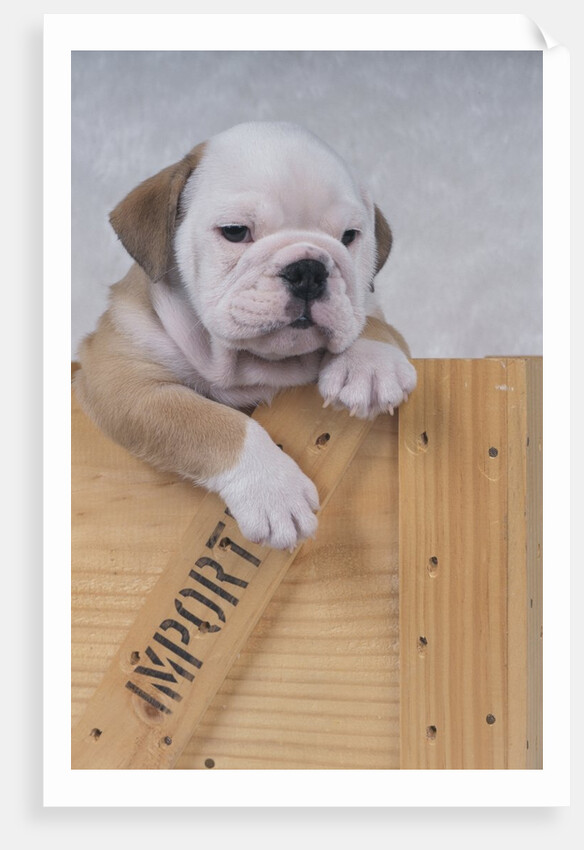 Bulldog in Wooden Box by Anonymous