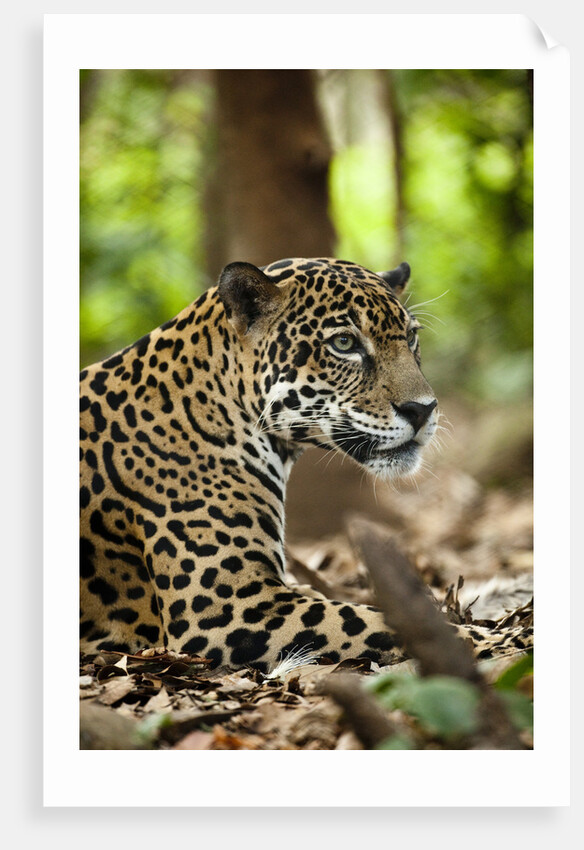 Captive Jaguar at Las Pumas Rescue Shelter by Anonymous
