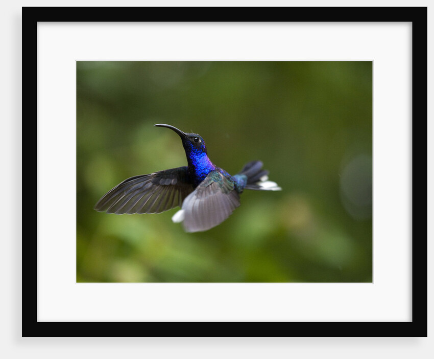 Violet Sabrewing Hummingbird in Flight by Anonymous