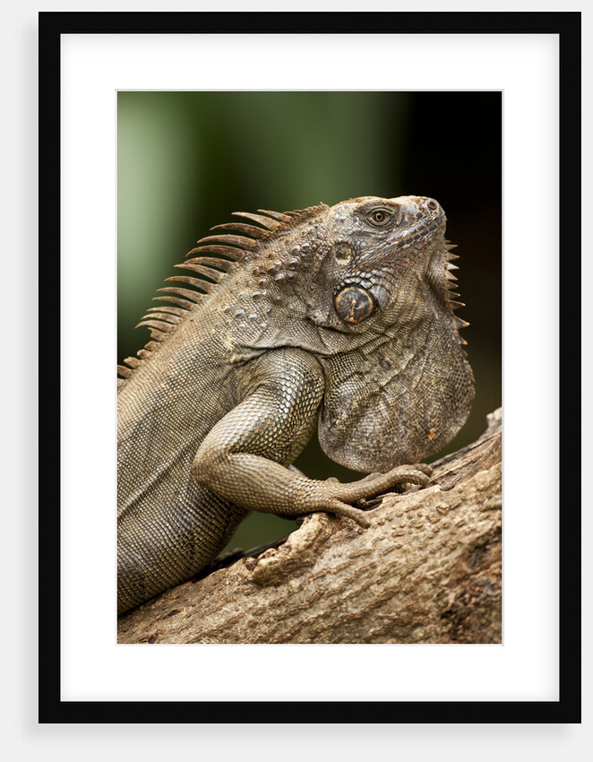 Green Iguana, Costa Rica by Anonymous