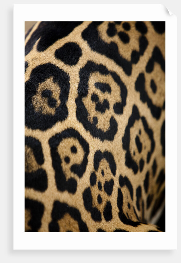 Captive Jaguar at Las Pumas Rescue Shelter by Anonymous