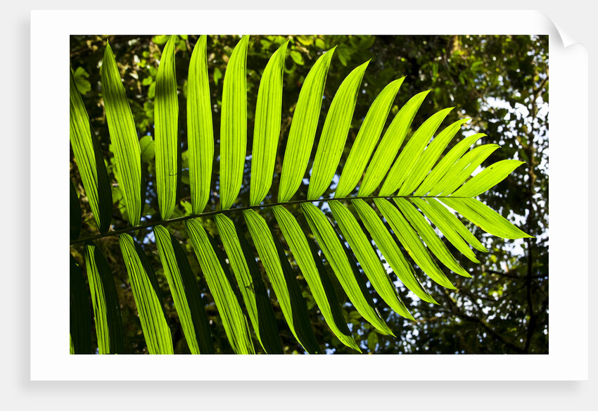 Lush Vegetation of Forest Floor at the Los Angeles Cloud Forest Reserve by Anonymous