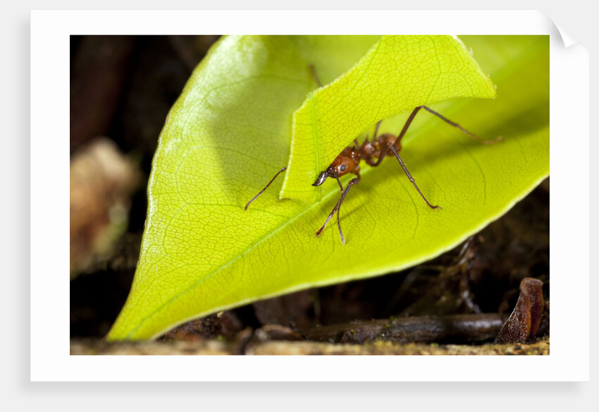 Leaf Cutter Ant in Costa Rica by Anonymous