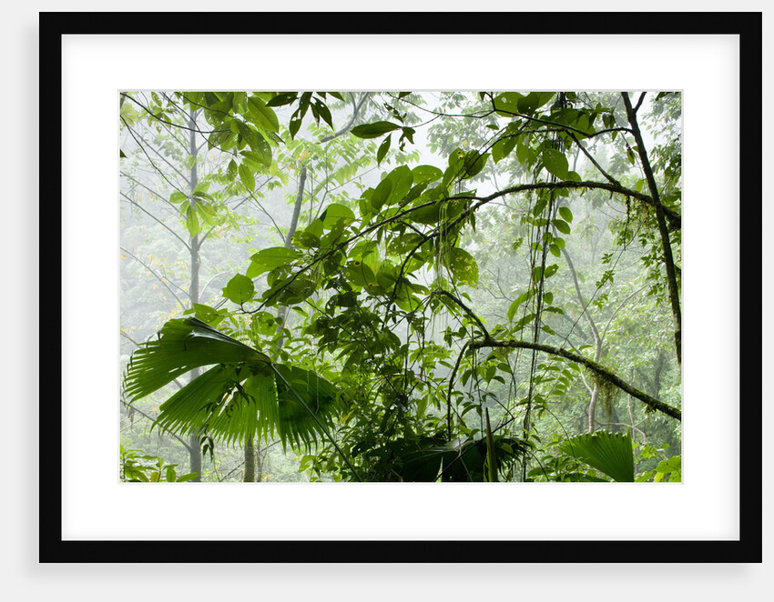 Rainforest Along Fortuna River by Anonymous