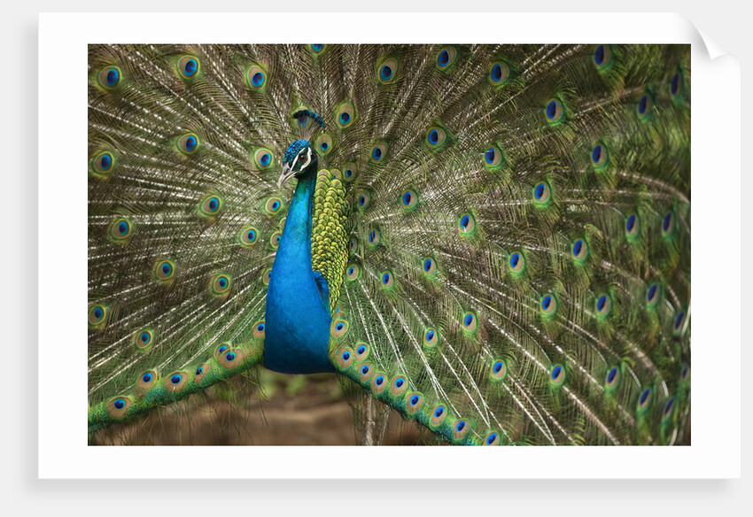 Male Indian Peacock in Costa Rica by Anonymous