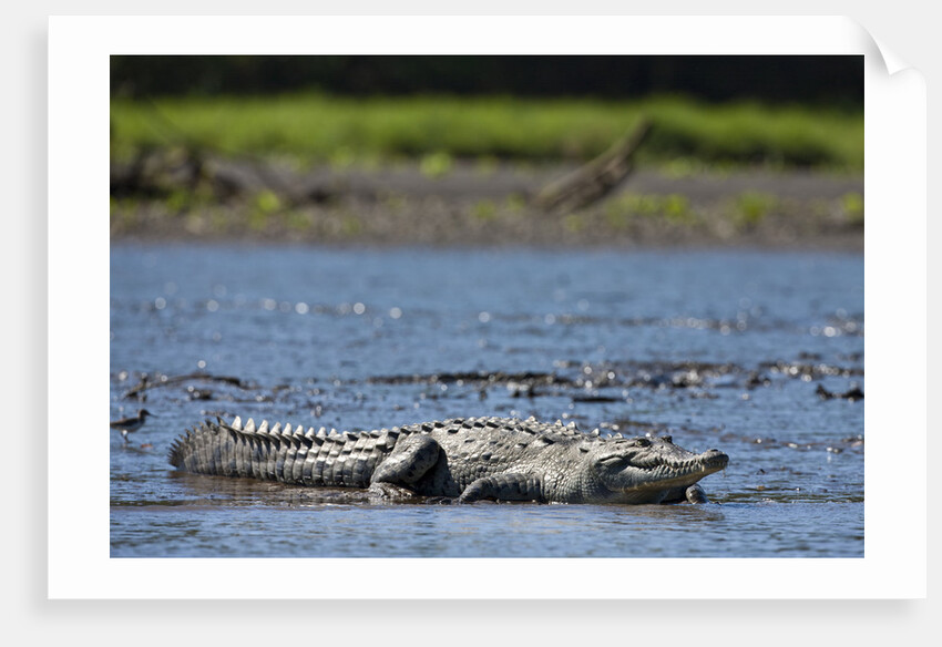 American Crocodile in the Rio Tarcoles River by Anonymous