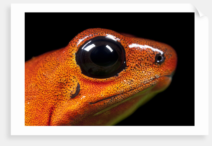 Strawberry Poison Dart Frog in Costa Rica by Anonymous
