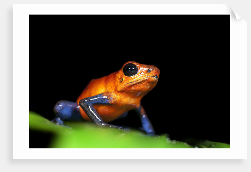 Strawberry Poison Dart Frog in Costa Rica by Anonymous