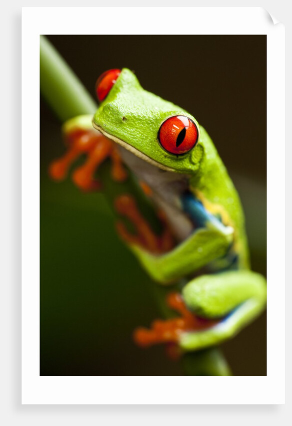 Red-eyed tree frog on stem by Anonymous