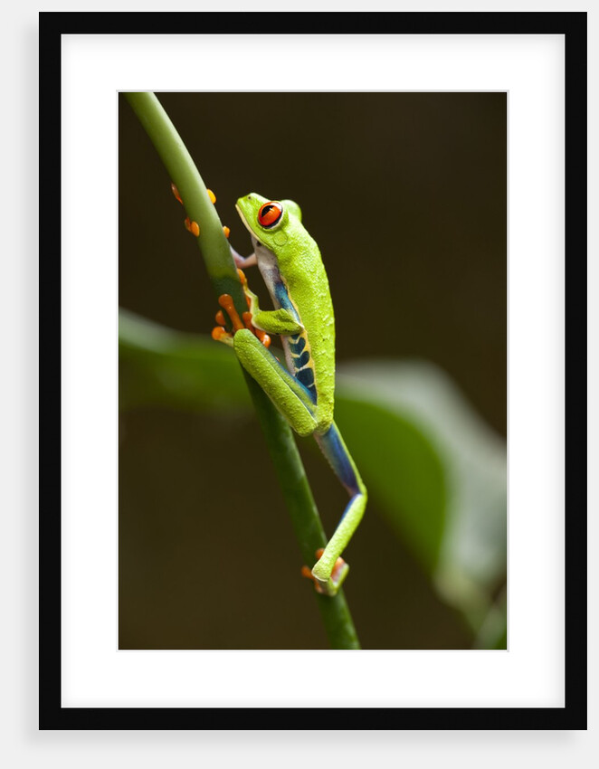 Tree Frog in Costa Rica by Anonymous