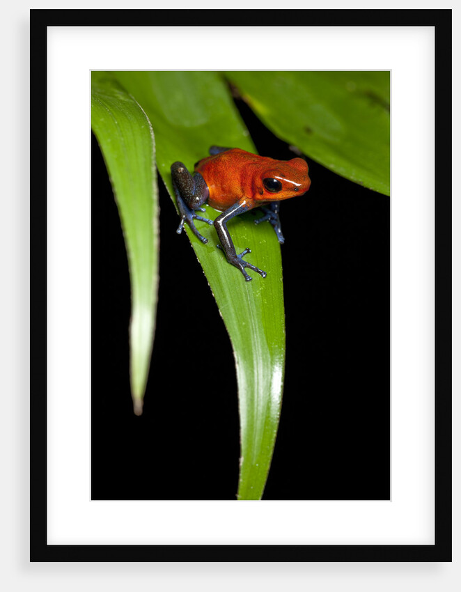 Strawberry Poison Dart Frog in Costa Rica by Anonymous