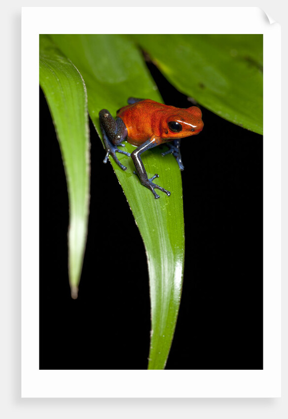 Strawberry Poison Dart Frog in Costa Rica by Anonymous