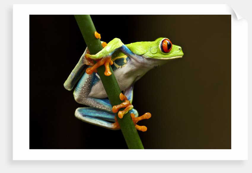 Red-Eyed Tree Frog in Costa Rica by Anonymous