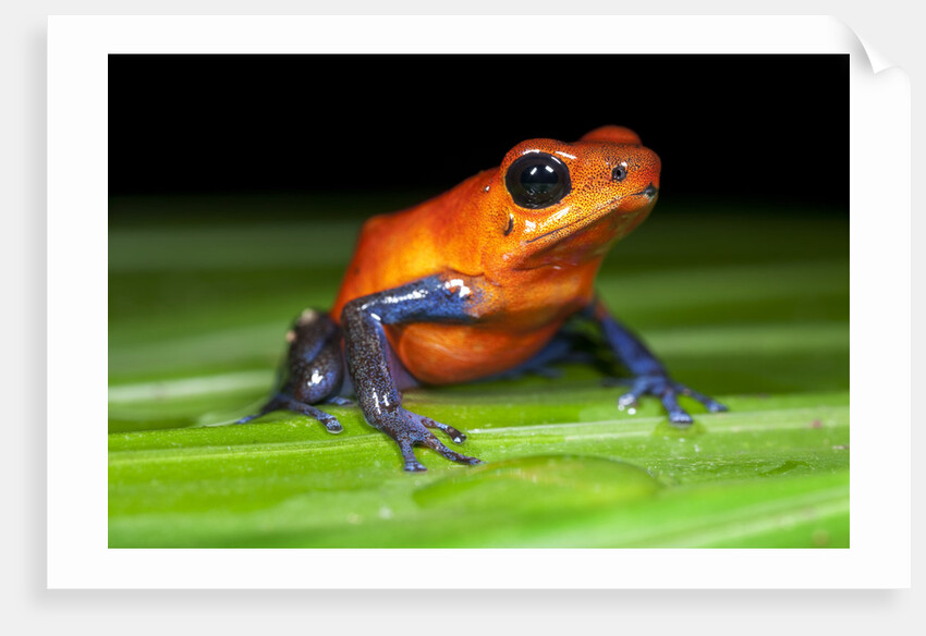 Strawberry Poison Dart Frog in Costa Rica by Anonymous